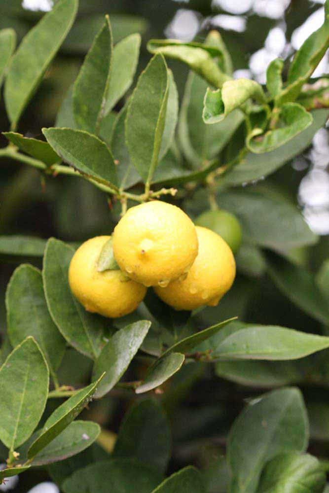            Fruit (Mexican, Riverside, CA)   